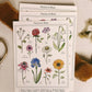Fiat Floral Postcards (10 pack)